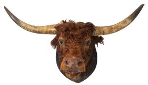 A preserved and mounted bull's head, circa 1900; naturalistically portrayed,