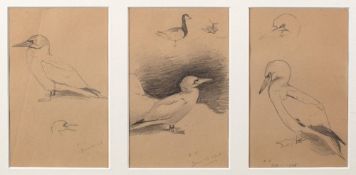 Archibald Thorburn (Scottish, 1860-1935) Studies of Gannets (1918) pencil on paper each 15.