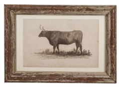 SUSSEX OX : From the Earl of Egremont's Stock. A stipple engraving, published by G.