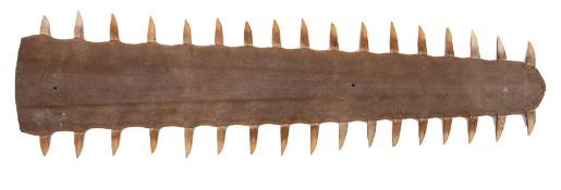 A sawfish rostrum: 83 x 35cm. *Notes- CITES licence No.