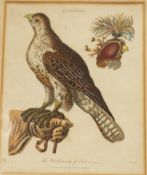 John Pass (fl. circa 1793-1832) Falconry.
