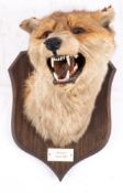 A mid twentieth century taxidermy fox mask, by P Spicer & Sons Leamington,
