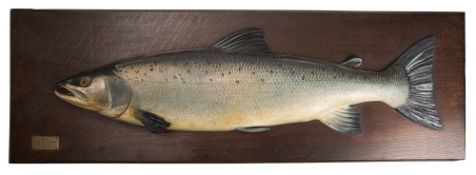 An Edwardian half block model of a trout, carved and painted in colours on an oak backboard,