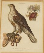 John Pass (fl. circa 1793-1832) Falconry.