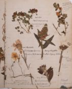 HERBARIUM :Thirty- seven well presented examples of dried grasses,