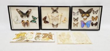 Three cased and mounted moth and butterfly collections, 25cm x 30cm approx. and two albums of