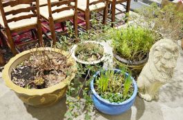 Composite stone garden sculpture of a lion, together with five large stoneware planters