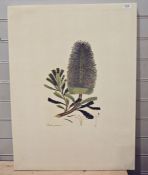Giclee print of a Australian Banksia flower from a bookplate