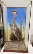 20th century taxidermy study of a Grey Heron, mounted in a standing pose amongst amongst foliage,