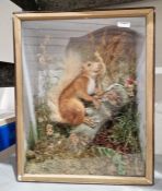 20th century taxidermy specimen, Red Squirrel, posed upon a branch beside a Butterfly, amongst