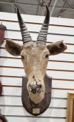 Early 20th century taxidermy male Redbuck, its wooden mount adorned with a rectangular plaque '