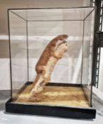 20th century taxidermy study of a Least Weasel, posed perched upon a wooden branch, housed within