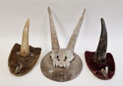 Set of taxidermy horns and two others, the first mounted upon circular wooden plaque, the others