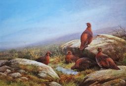 Neil Cox (British b.1955) Watercolour Grouse on moorlard beside rocks, signed lower left, framed and