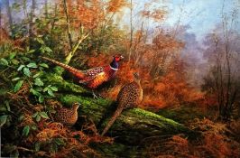 Neil Cox (British b.1955) Watercolour Pheasants perched on fallen branch in woodland undergrowth,