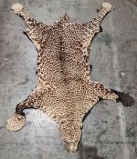 Leopardskin rug with head (some repair, damage to nose, one fang missing, restoration needed to legs