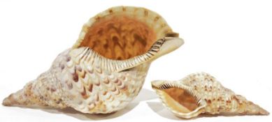 Two trumpet Triton shells, largest 26cm long (2)