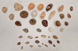 Quantity conch, cowrie and other shells, anemone skeletons and others