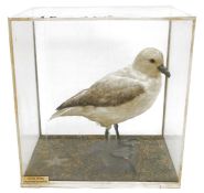 Cased taxidermy Fulmar petrel (Fulmarus glacialis), 20th century, naturalistically posed on rocky