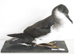 Taxidermy Manx Shearwater (Puffinus puffinus) modelled seated on a black painted wooden base, 24cm