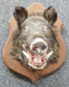 Taxidermy Boar's head on oak shield-shaped wall mount, 52cm high overall