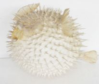 Taxidermy Puffer Fish, 25cm long approx.