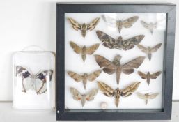 Framed and glazed display of specimen butterflies including Pachylia darceta, Pachysphinx modesta,