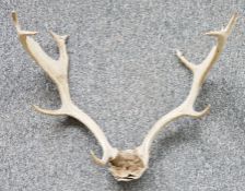 Set of nine pointed antlers, 58cm high approx.