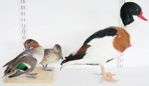 Taxidermic Common Shelduck (Tadorna tadorna), modelled freestanding, 36cm high x 36cm wide and two