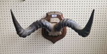 Pair of spirally ribbed antelope horns on shield-shaped oak wall mounts, 40.5cm wide