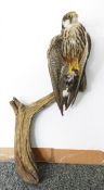 Taxidermy Eurasian Hobby (Falco subbuteo) model perched gripping prey in its claw on a tree stump