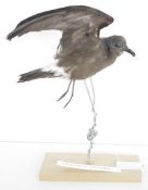 Taxidermy Leach's Storm Petrel (Hydrobates leucorhous) modelled in flight supported on a wire and