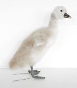 Taxidermy swan cygnet (Cygnus olor) model freestanding, 31cm high approx.