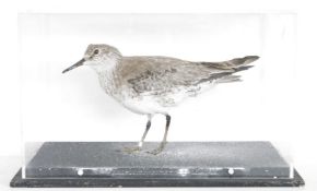 Cased Red Knot (Calidris canutus), modelled standing within a perspex ebonised rectangular case,