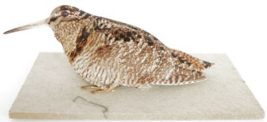 Taxidermy Eurasian Woodcock (Scolopax rusticola) modelled seated on a base, 30.5cm long overall