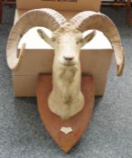 Big horn sheep's head and spiralling horns on shield-shaped oak mount, the mounts bearing plaque