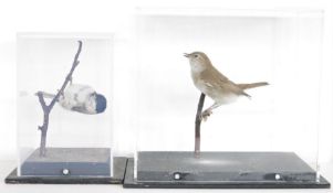 Cased taxidermy Garden Warbler (Sylvia borin), 21.3cm high x 24.5cm x 15.8cm, two taxidermy Common