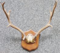 Set of oak mounted seven point antlers, on shield-shaped wall mounts, 50cm wide x 58cm high approx.