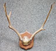 Oak mounted set of five point antlers on shield-shaped wall mount, 50cm wide x 54cm high approx.