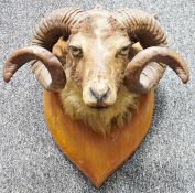 Taxidermy ram, on oak shield-shaped wall mount with two spiralling horns, 44cm high
