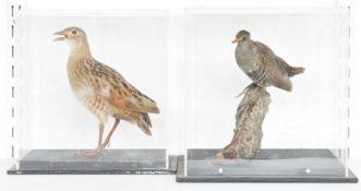 Cased taxidermy Spotted Crake (Porzana porzana), modelled perched on a branch and a Corn Crake (Crex