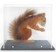 Cased taxidermy Eurasian Red Squirrel (Sciurus vulgaris), modelled with a nut in its paws, in a
