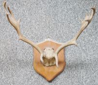 Set of antlers on oak shield-shaped mount with eight points, width between antlers 57cm and