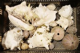 Quantity of seashells, to include large Conch shells, sea urchins, leopard cowrie etc ( 1 box)