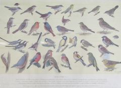 Two RSPB bird identification posters, British Birds No.1 and No.2, with Ryman & Co Art Dealers label