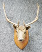 Taxidermy red deer's head with six point antlers on oak shield-shaped wall mount, 67cm wide