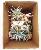 Various vintage earrings and two pairs of 'cat's eye' 1960's glasses