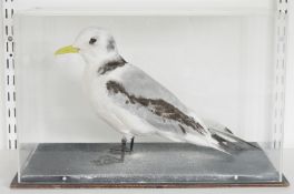 Cased taxidermy Black-Legged Kittiwake (Rissa tridactyla), modelled standing, within a perspex