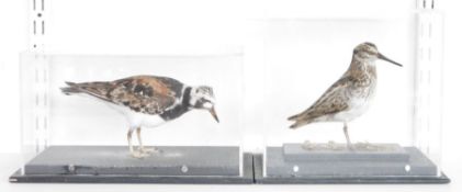 Cased taxidermy Jack Snipe (Lymnocryptes minimus), modelled standing on grassy mossy ground and a