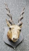 Taxidermy antelope's head with a pair of spirally ridged horns on a stained oak shield-shaped wall